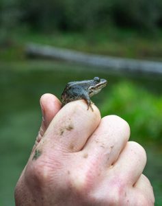 A frog sitting on a human's hand at the Wetland's Education Program (BCWF) Wetlands Institute 2019 in the Kootenays